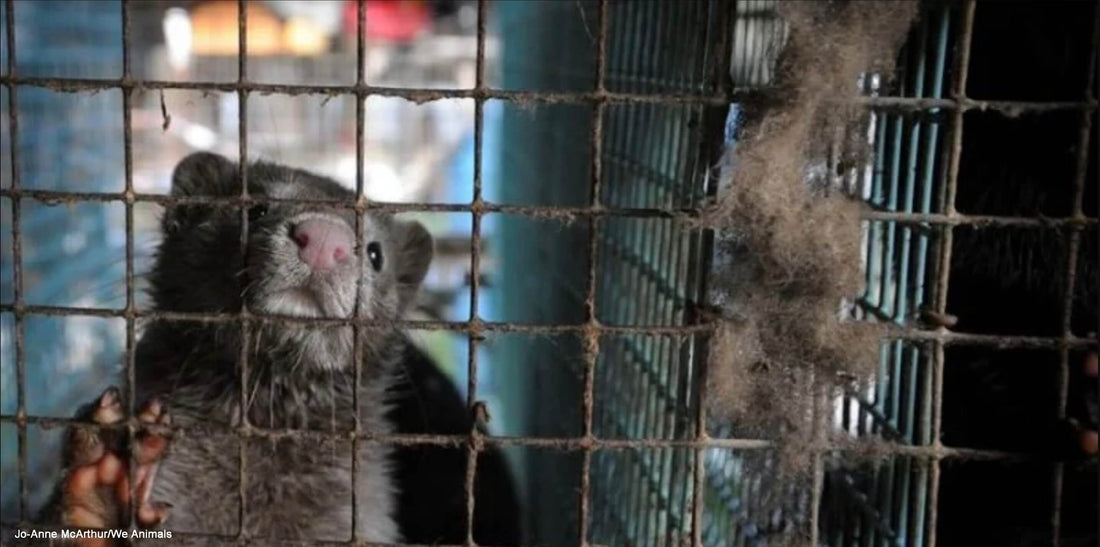 eyelashes vegan and cruelty-free